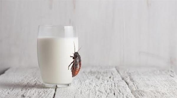 حليب الصراصير يمنح طاقة 3 أضعاف نظيره البقري