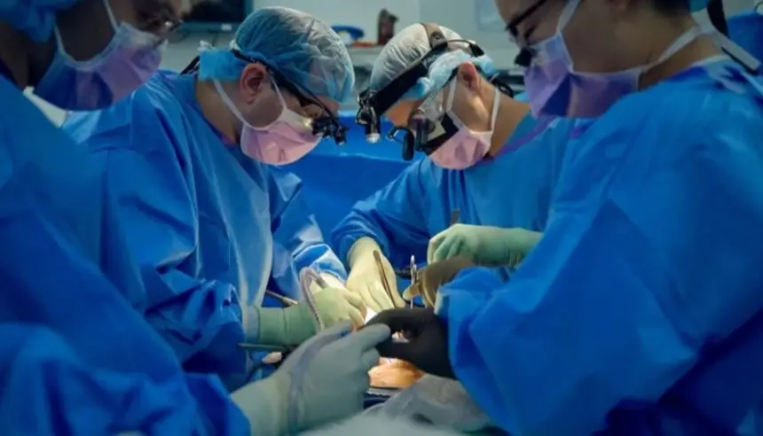 إنجاز طبي مذهل: كلية خنزير تعمل 61 يومًا في جسم إنسان ميت دماغيًا