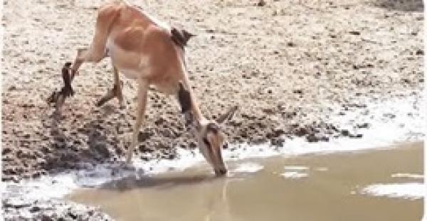 بالفيديو.. هروب غزالة من فك تمساح في أقل من ثانية