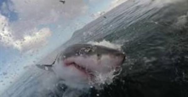 بالفيديو.. سمكة قرش ضخمة تقفز من الماء وتثير رعب غواص