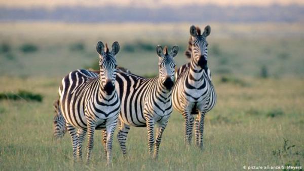 خطوط حمار الوحش لخداع الحشرات وحماية الأبقار من لسعاتها!