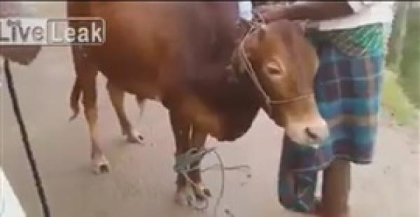 بالفيديو.. بقرة ترفض الذبح وتلقي مالكها داخل نهر