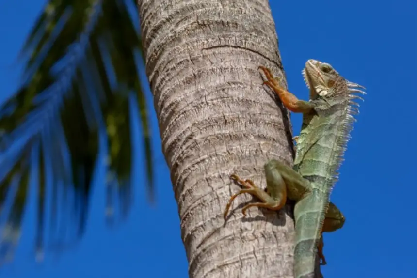 موجة برد قارس تتسبب في تساقط الإيغوانا من الأشجار