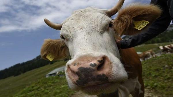 ألمانيا.. العثور على بقرة هاربة في مكان لا يخطر على بال (فيديو)