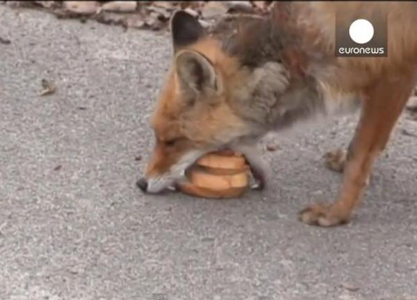 بالفيديو: ثعلب جائع يصنع شطيرته بنفسه