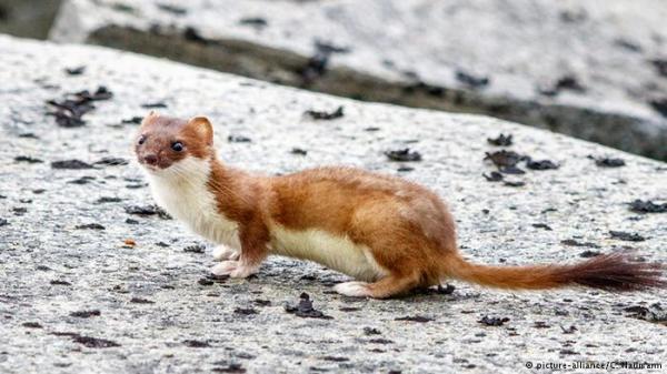 "إبن عرس" يعطل أكبر جهاز مسرع للجسيمات في العالم ويموت