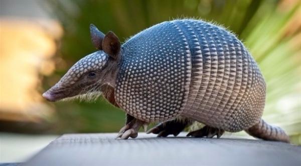 أطلق النار على حيوان المدرع.. فارتدت الرصاصة إلى وجهه