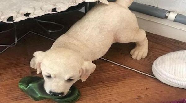 ثمانينية تتغلب على لصّة مسلحة بدمية على شكل كلب