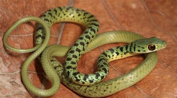 العثور على 50 ثعباناً داخل منزل في ألمانيا