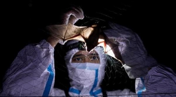 "صائدو الفيروسات" في مهمة لإمساك آلاف الخفافيش من أجل تطوير نظام محاكاة يساعد العالم على تفادي جائحة مشابهة لكورونا