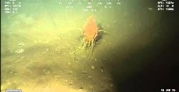 بالفيديو.. العثور على وحش «السباجيتي الطائر» في المحيط الأطلنطي