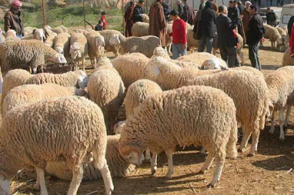 وزارة الفلاحة تعلن عن فتح جميع أسواق المواشي تزامنا مع عيد الأضحى وتحذر من تجاهل التدابير الوقائية