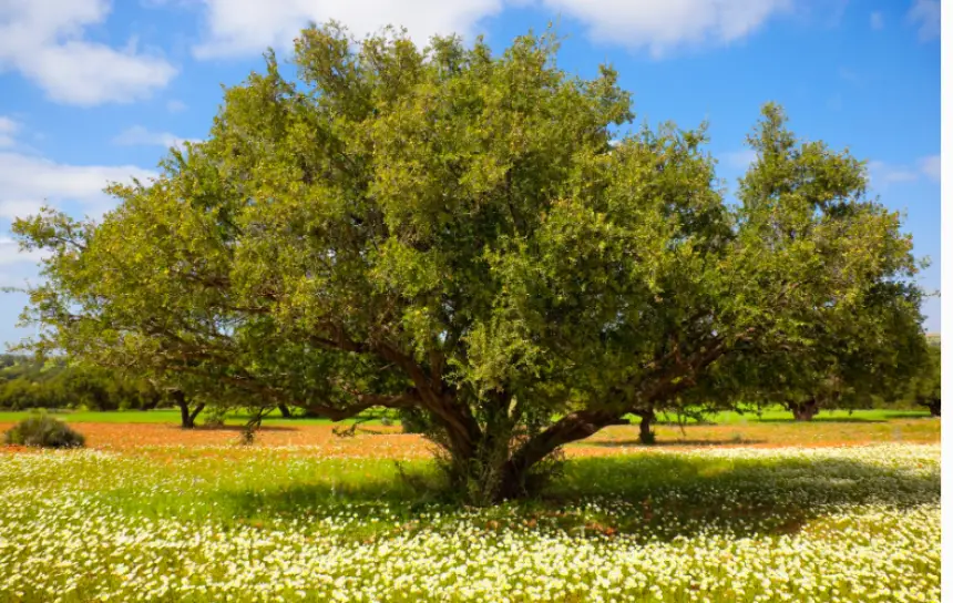 المغرب يحتفي باليوم العالمي لشجرة الأركان كرافعة للتخفيف من آثار التغيرات المناخية