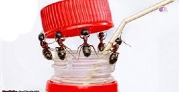 أذكى 10 حشرات على الأرض (فيديو)