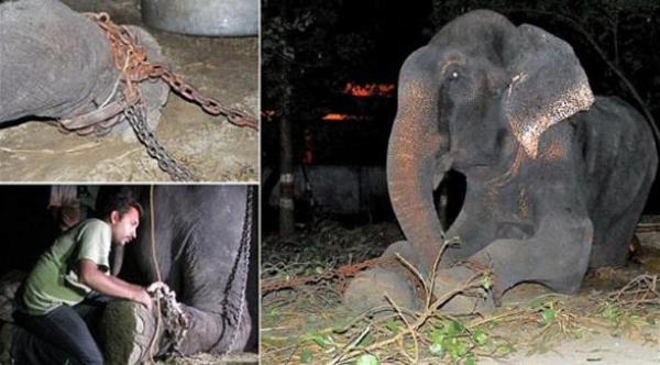 بالصور: لحظة فك أسر فيل عاش مقيدا بالسلاسل 50 عما