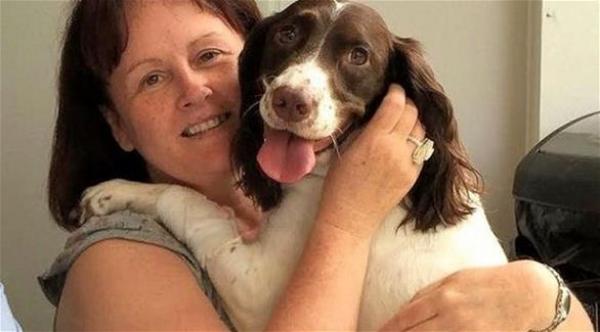 انتحار 600 كلب في اسكوتلندا