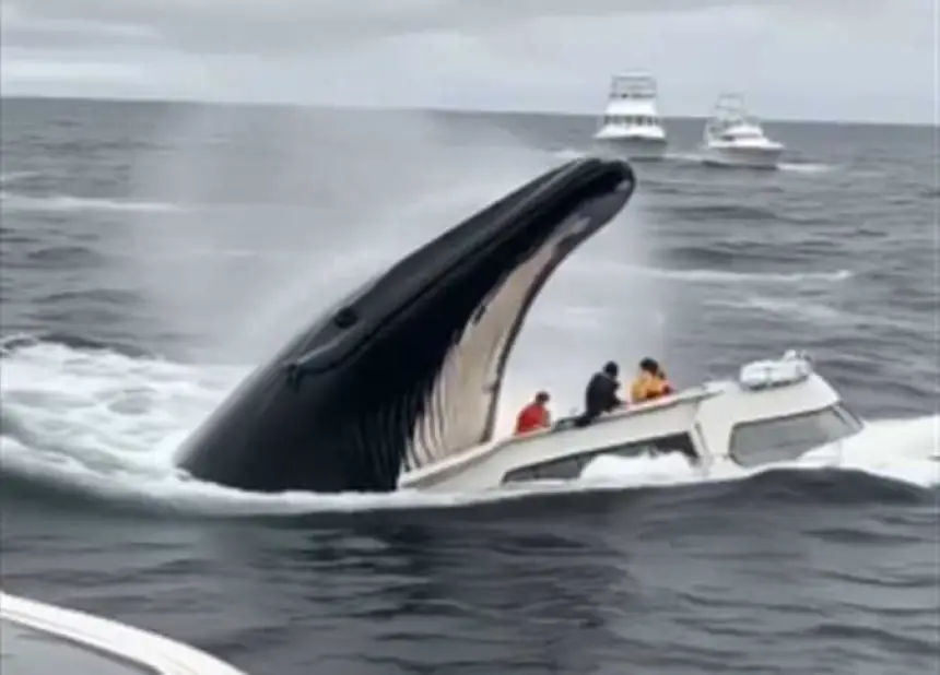 "حقيقة أم خيال"... حوت يبتلع قاربا في البحر (فيديو)