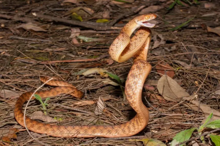 كيف يرفع الثعبان جسده عمودياً بلا أطراف؟ علماء يكشفون السر الفيزيائي المدهش