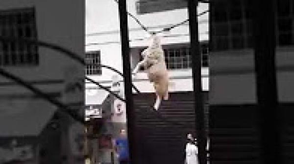 شبان ينقذون كبشا قفز من أحد المنازل و تعلق بأسلاك كهربائية
