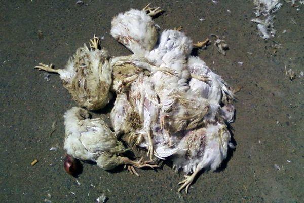 آسفي : تجار يشترون دجاجا ميتا ب 10 دراهم ثم يبيعونه للمواطنين