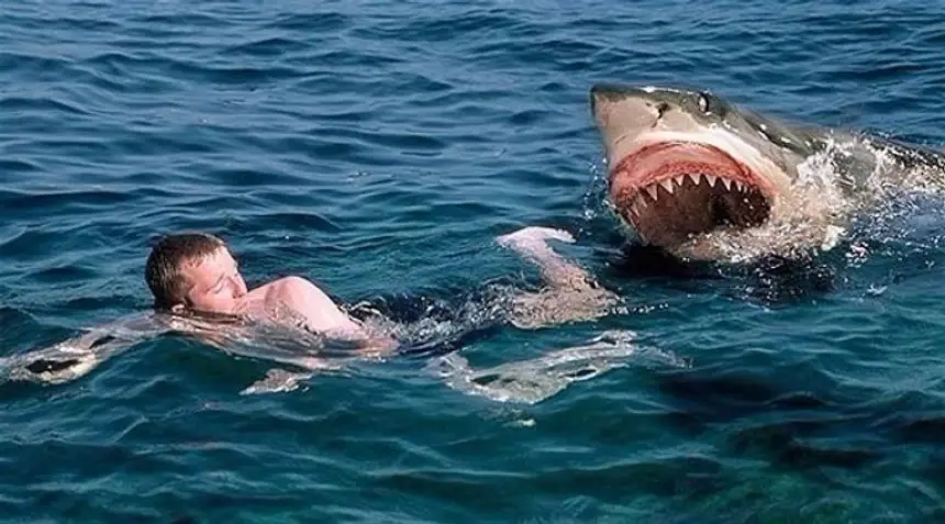 حادث مروع يهز مصر.. سمكة قرش تلتهم سائحا وتصيب آخر بشكل بليغ