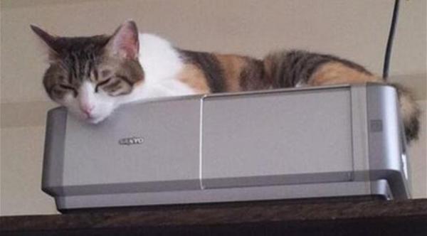 شركات يابانية تملأ مكاتبها بالقطط لتزيد الإنتاجية