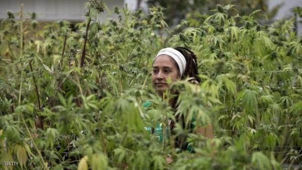 تقنين زراعة الماريوانا في منازل المرضى بكندا