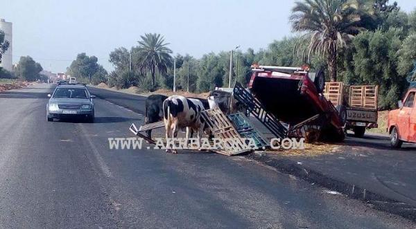 الأشغال تتسبب في حادثة انقلاب سيارة فلاحية ونجاة السائق و3 عجول بأعجوبة (صورة)