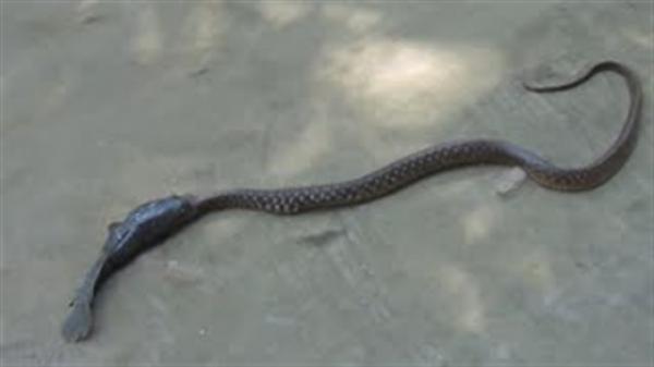 شاهد.. معركة عنيفة بين ثعبان وسمكة