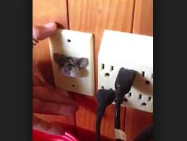 بالفيديو: كيف علق هذا الفأر داخل مقبس كهربائي؟