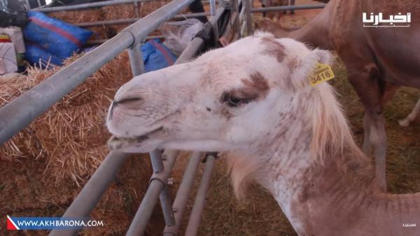 سبحان الله.. "كساب" من "العيون الساقية الحمراء" يربي نوع من الجمال لا تسمع