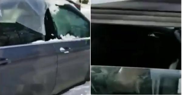 شاهد ماذا حصل لسيارة جزائري مقيم في كندا نسي أن يغلق زجاج النافذة