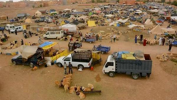 يقظة الدرك تُجنب انتشار الفيروس وتوقيف شاحنة للمواشي على متنها 34 "كساب" بدون "رخصة تنقل" واكتشاف كورونا في خمسة منهم