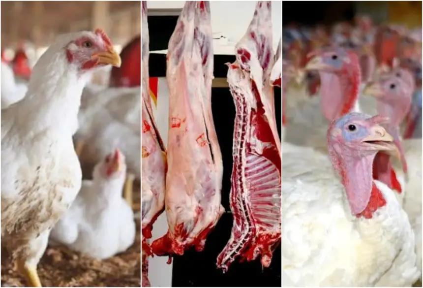 مهنيون يتوقعون ارتفاع أسعار الدجاج الأبيض والديك الرومي قبل عيد الأضحى بأسابيع قليلة
