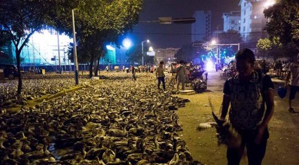 بالصور: 100 ألف بطة تغزو شوارع مدينة صينية