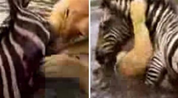 بالفيديو: حمار وحش ينجو من بين براثن أسد بفضل شجاعته وفطنته