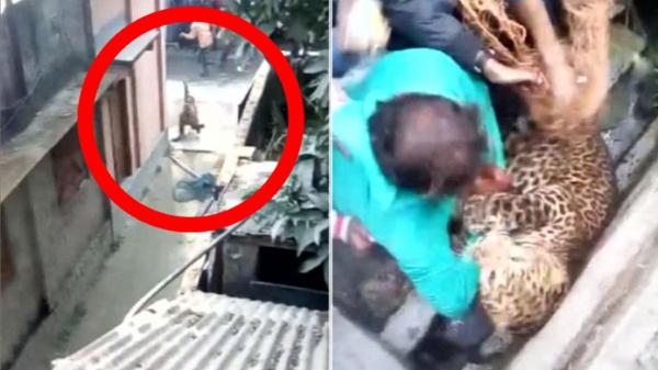 بالفيديو: فهد يجرح 20 قروياً بعد اقتحامه قرية في الهند