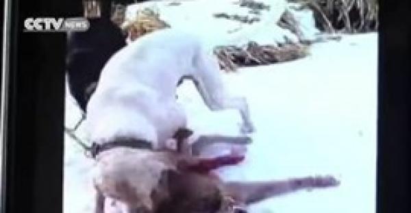 بالفيديو.. «ذئب» يقضى على حيوانات قرية صينية لمدة عامين