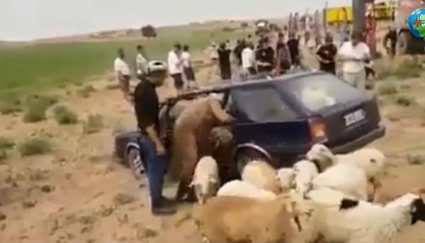 لن تصدق عدد الأغنام التي تمكن هذا "الكساب" من وضعها في سيارته