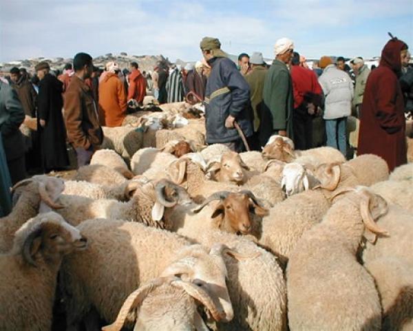 الأسعار تلتهب في أسواق المواشي بعدما أحكم "الشناقة" قبضتهم عليها