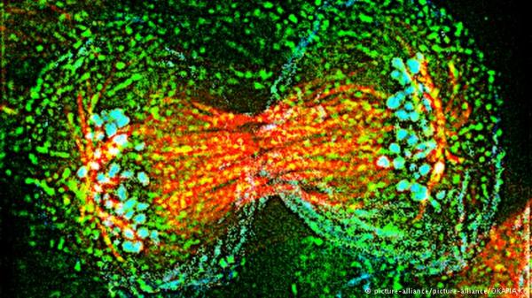 الكشف عن 11 نوعا من سرطان الدم النخاعي