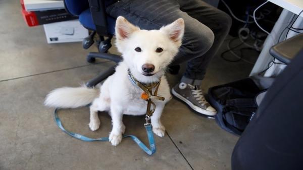 مسن صيني يتبرع بكامل ثروته لكلبه !