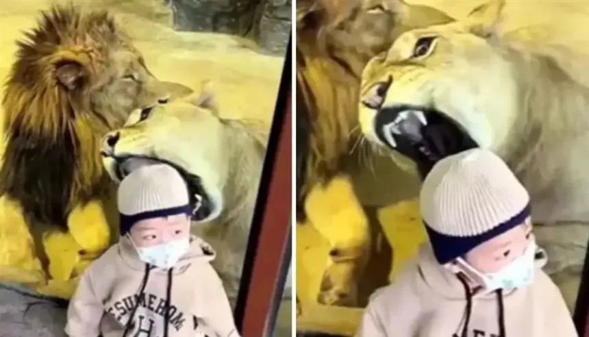 قفزت لمحاولة افتراسه.. لبؤة تُرعب زوار حديقة حيوان بعد هجومها على رضيع خلف الزجاج