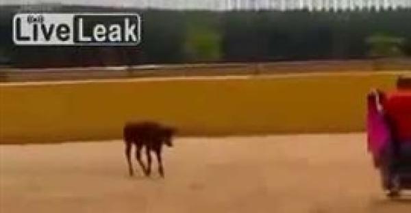 بالفيديو.. رجل يتلقى جزاءا قاسيا بعد مصارعة عجل صغير باستهانة