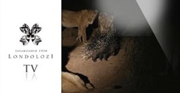 بالفيديو.. حيوان النيص يحارب 17 أسدًا بمفرده