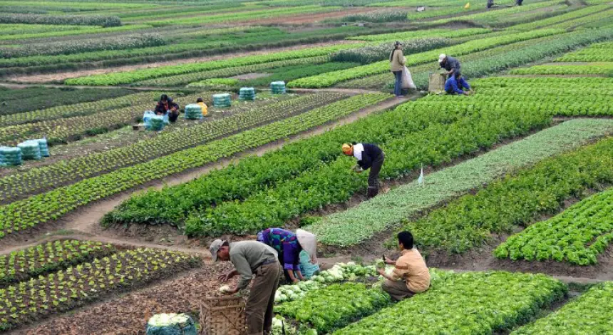 بعد سنوات من إطلاقه.. هل نجح مخطط المغرب الأخضر في تحقيق الطفرة الفلاحية المنشودة؟