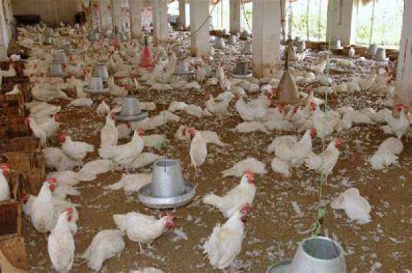 منع ضيعة بضواحي الرباط من بيع دجاج ملقح بمواد مسرطنة