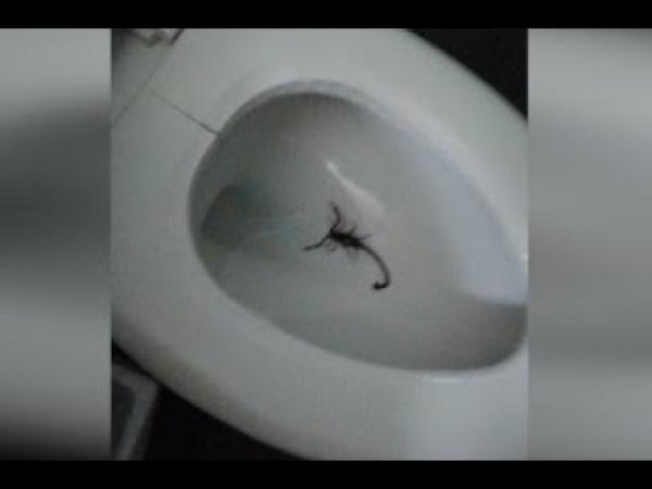 انتشار العقارب داخل المراحيض يثير الهلع في المكسيك