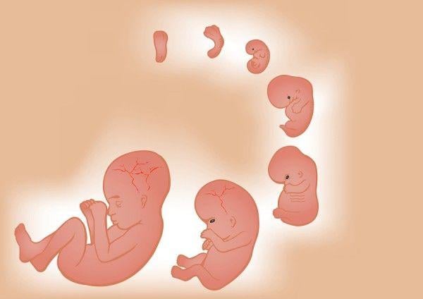 مراحل نمو "الجنين" في رحم "امه"