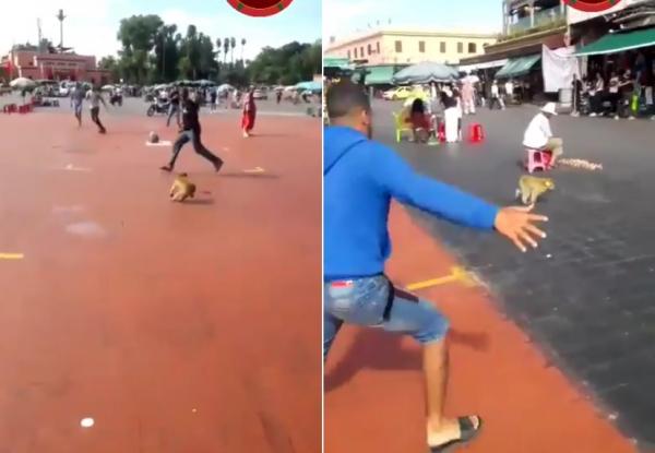 شاهد .. قرد يهرب لصاحبه بساحة جامع الفنا مراكش